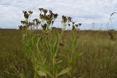 Chromolaena laevigata