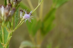 Chromolaena laevigata