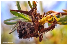 Caerostris sexcuspidata
