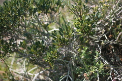 Euclea schimperi daphnoides