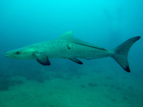 Cobia — Rachycentron canadum