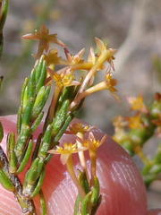 Struthiola parviflora