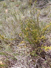 Struthiola parviflora
