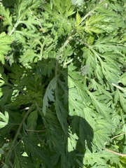 Artemisia vulgaris