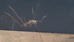 Pachyrhamma acanthocerum