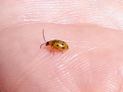 Afromaculepta frontalis