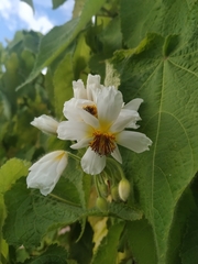 Sparrmannia