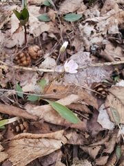 Claytonia caroliniana