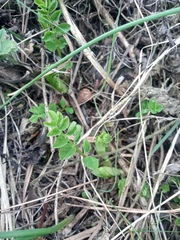 Astragalus glycyphyllos