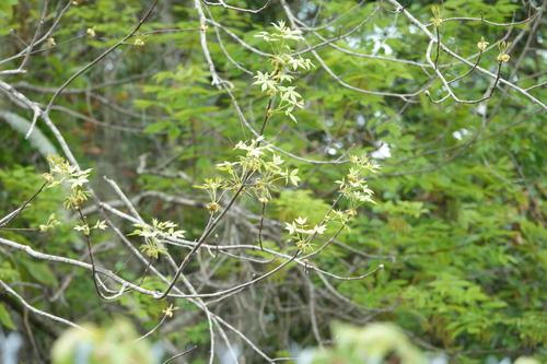 Carya glabra image
