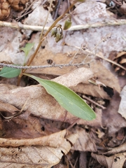 Claytonia caroliniana
