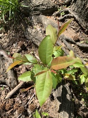 Magnoliopsida