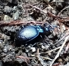 Sphaeroderus stenostomus