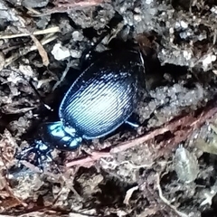 Sphaeroderus stenostomus