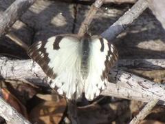 Belenois gidica abyssinica
