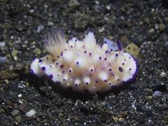 Mexichromis multituberculata