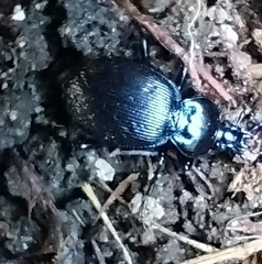 Sphaeroderus stenostomus