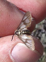 Ceryx anthraciformis