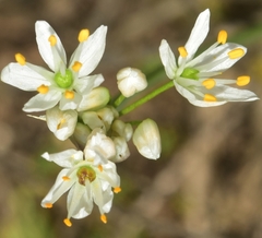 Allium subvillosum
