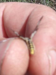 Ceryx anthraciformis