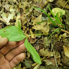 Trillium catesbaei