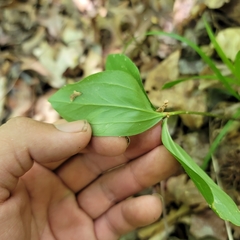 Trillium catesbaei