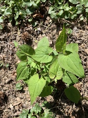 Magnoliopsida