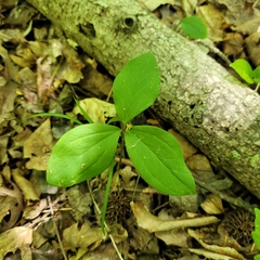 Trillium catesbaei