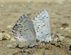 Celastrina asheri