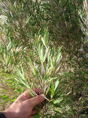 Bergbambos tessellata