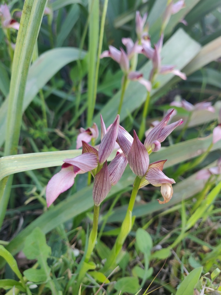 Serapias lingua