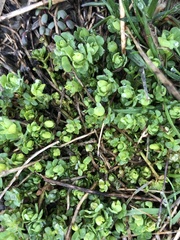 Chrysosplenium americanum