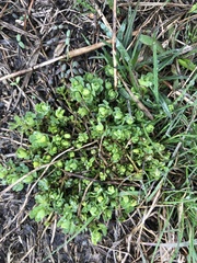 Chrysosplenium americanum