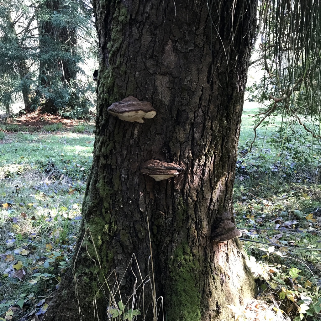 Ganoderma australe · April 2022 · photo: © cristianriquelme (iNaturalist, cc-by)