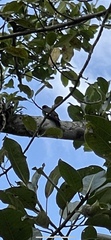 Melanerpes formicivorus image