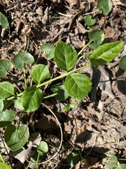 Euonymus fortunei