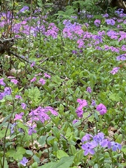 Phlox stolonifera