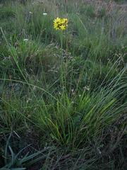 Bobartia orientalis orientalis