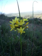 Bobartia orientalis orientalis