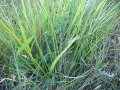 Bobartia orientalis orientalis