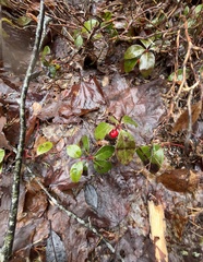 Gaultheria procumbens image