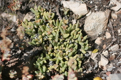 Corpuscularia