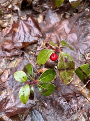 Gaultheria procumbens image