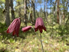Fritillaria gentneri