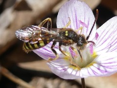 Nomada luteola