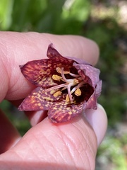 Fritillaria gentneri