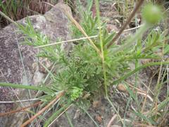 Scabiosa buekiana