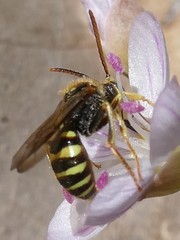 Nomada luteola