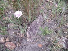 Scabiosa buekiana
