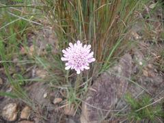 Scabiosa buekiana